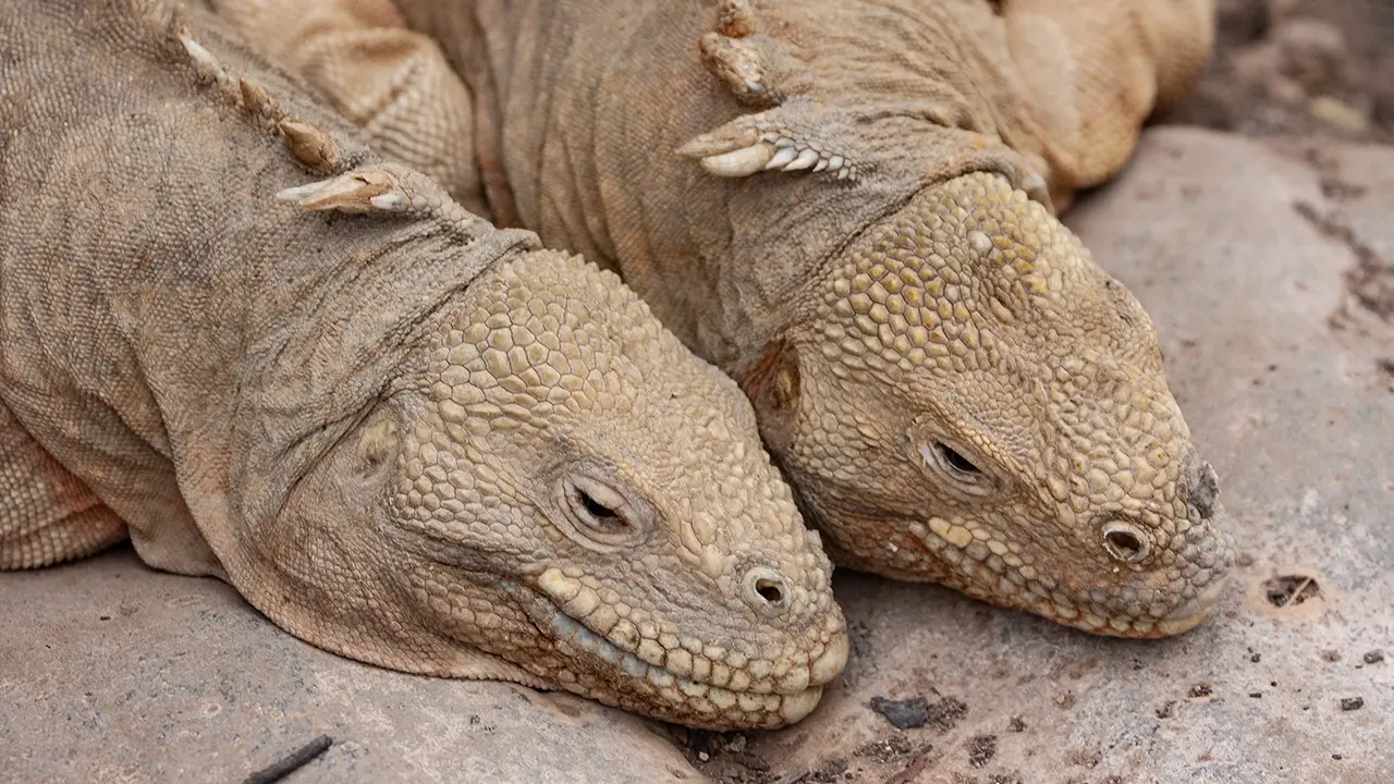 Santa Fe Land Lizard
