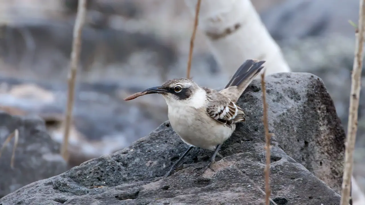 Galapagos Mockingbird