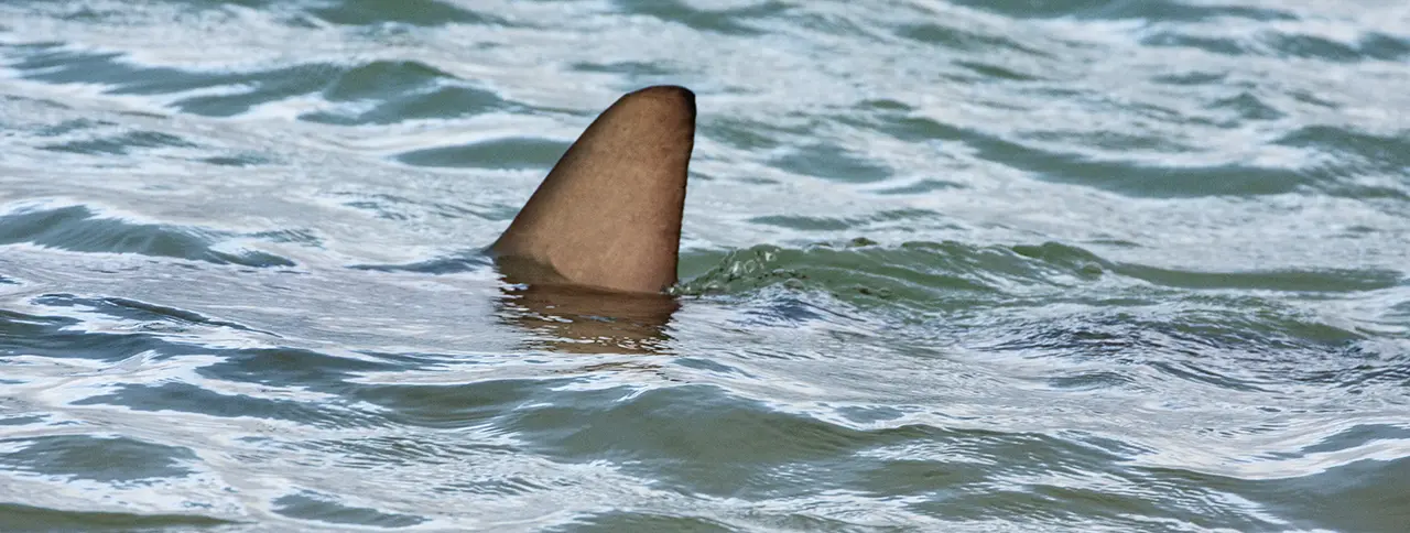 Shark