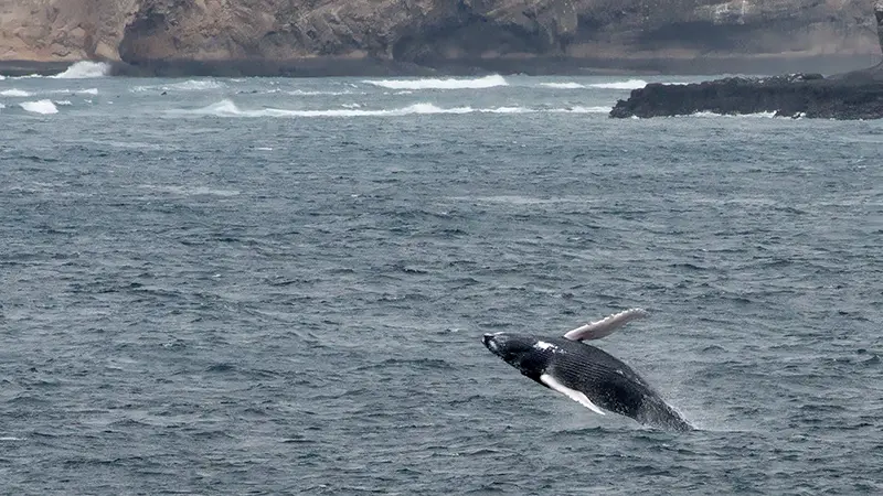 Whale