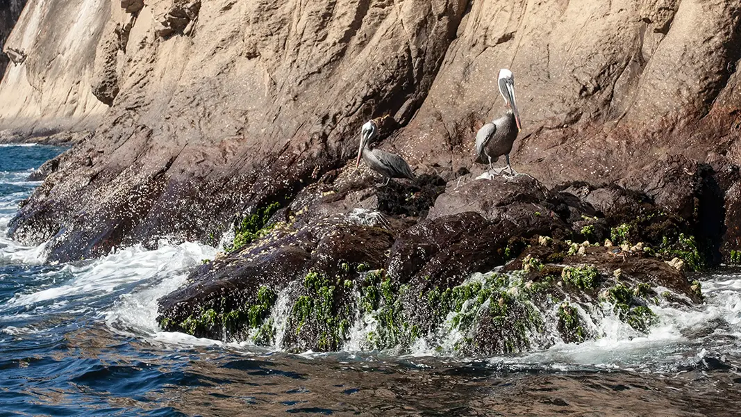 Galapagos Brown Pelican at Punta Dedo
