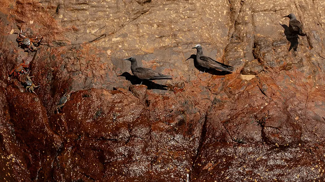Galapagos Brown Noddy at Punta Dedo