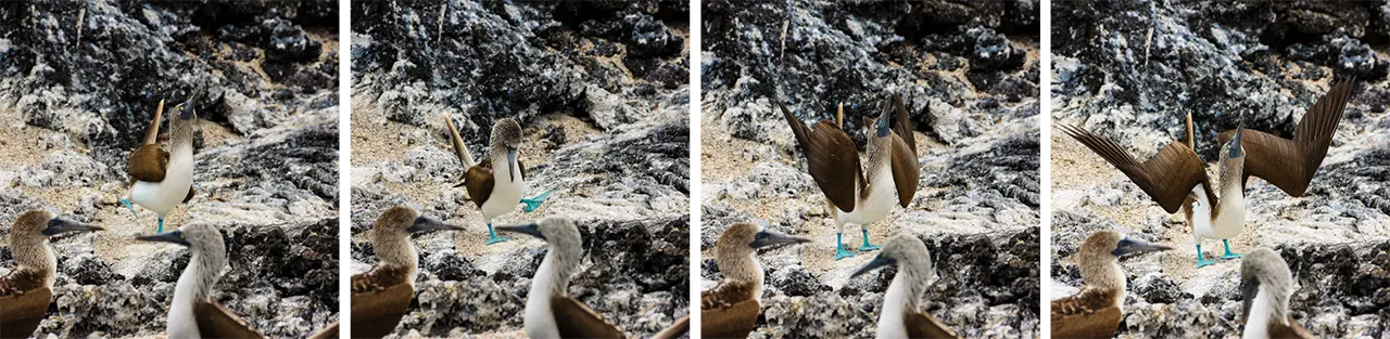 Blue-footed Booby