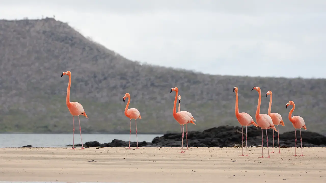 Galapagos Flamingo