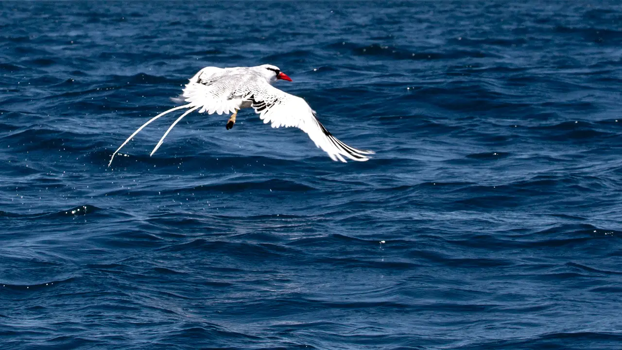 Red-billed Tropicbird