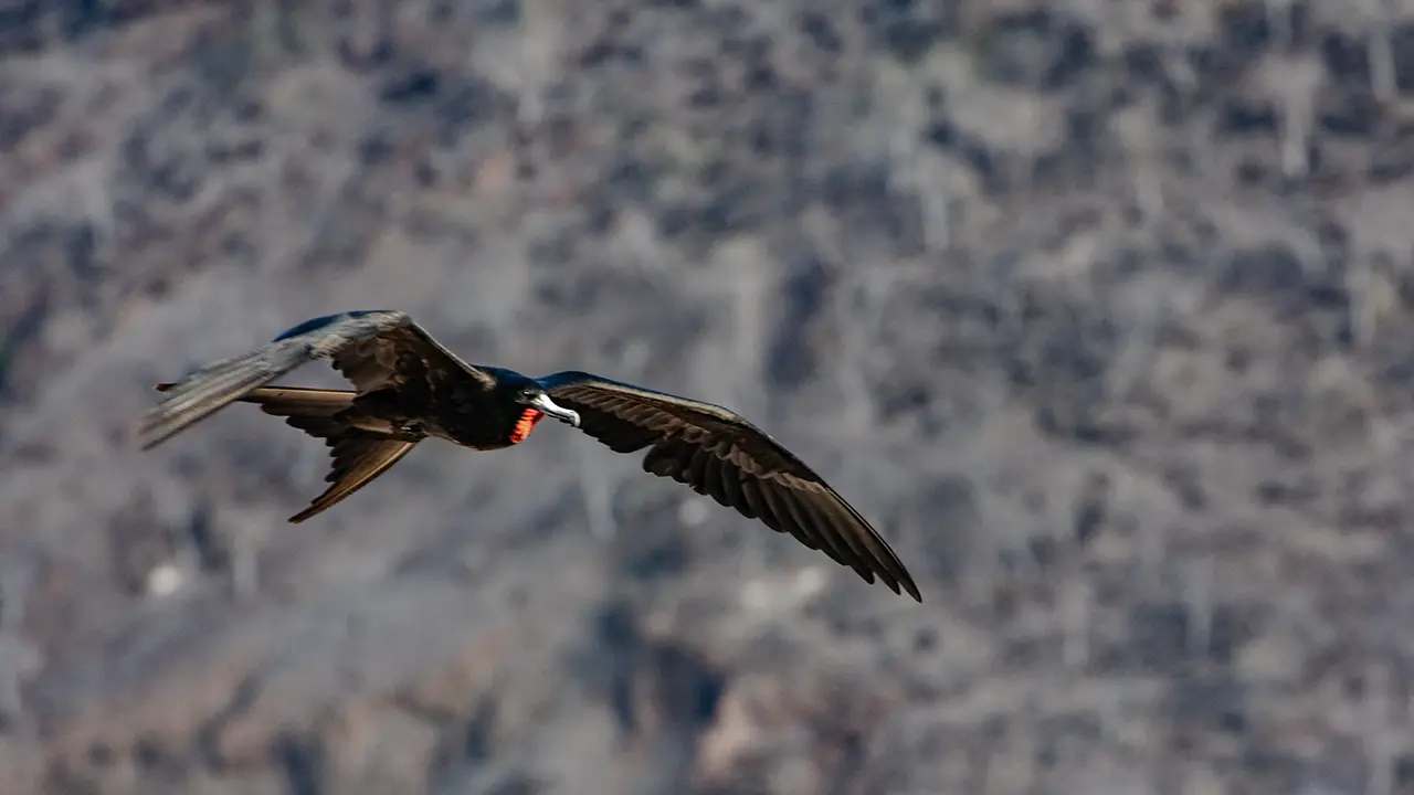 Magnificent Frigatebird