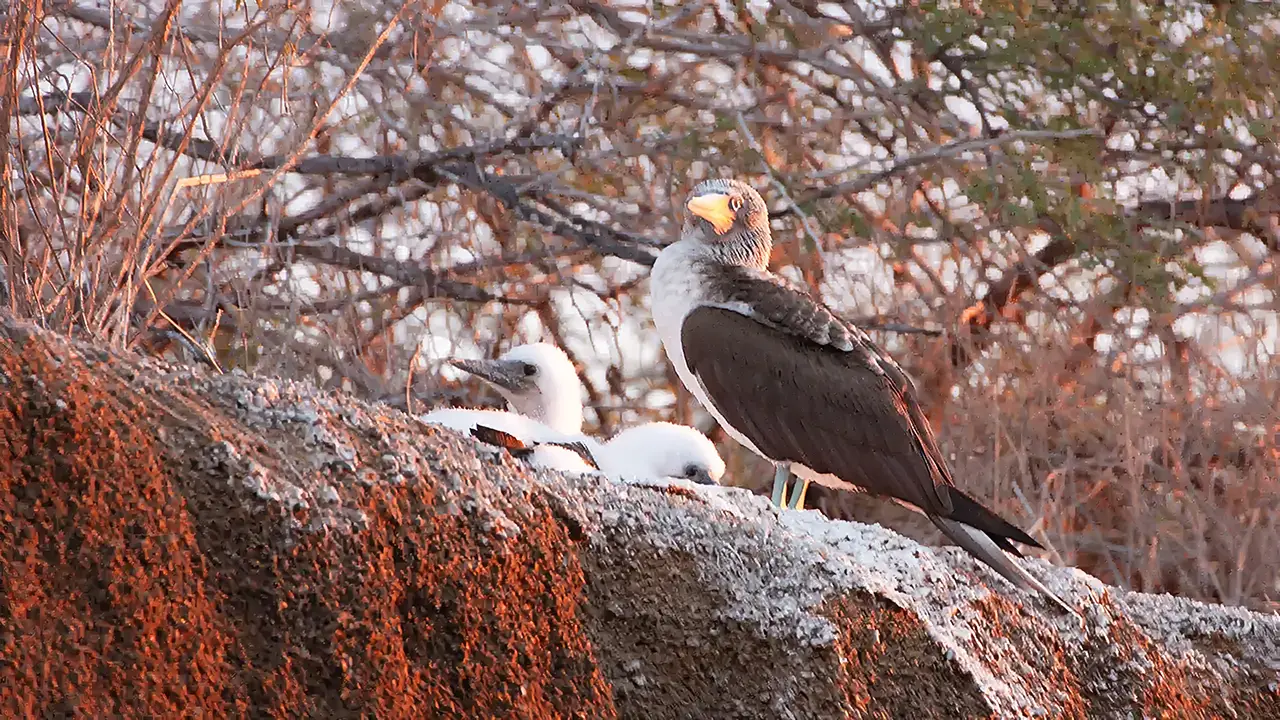 Nazca Booby with chicks