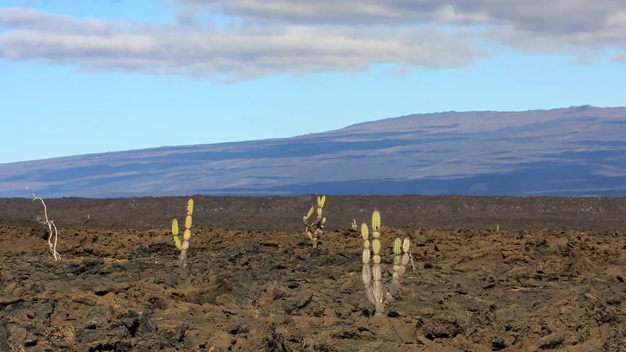 Pahoehoe Lava & Candelabra Cactus