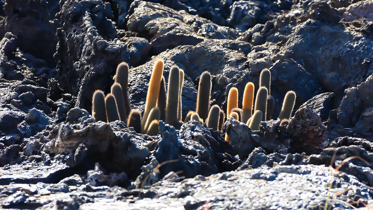 Lava Cactus
