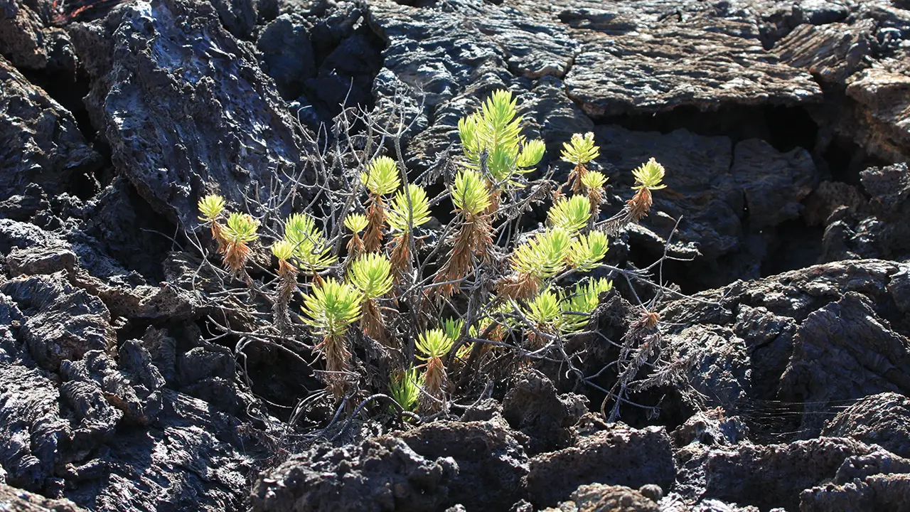 Grey Matplant/Tiquilia nesiotica (?)
