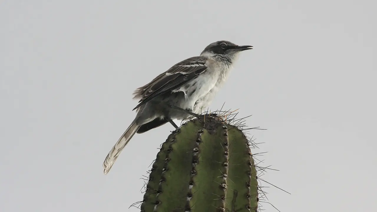 Galapagos Mockingbird