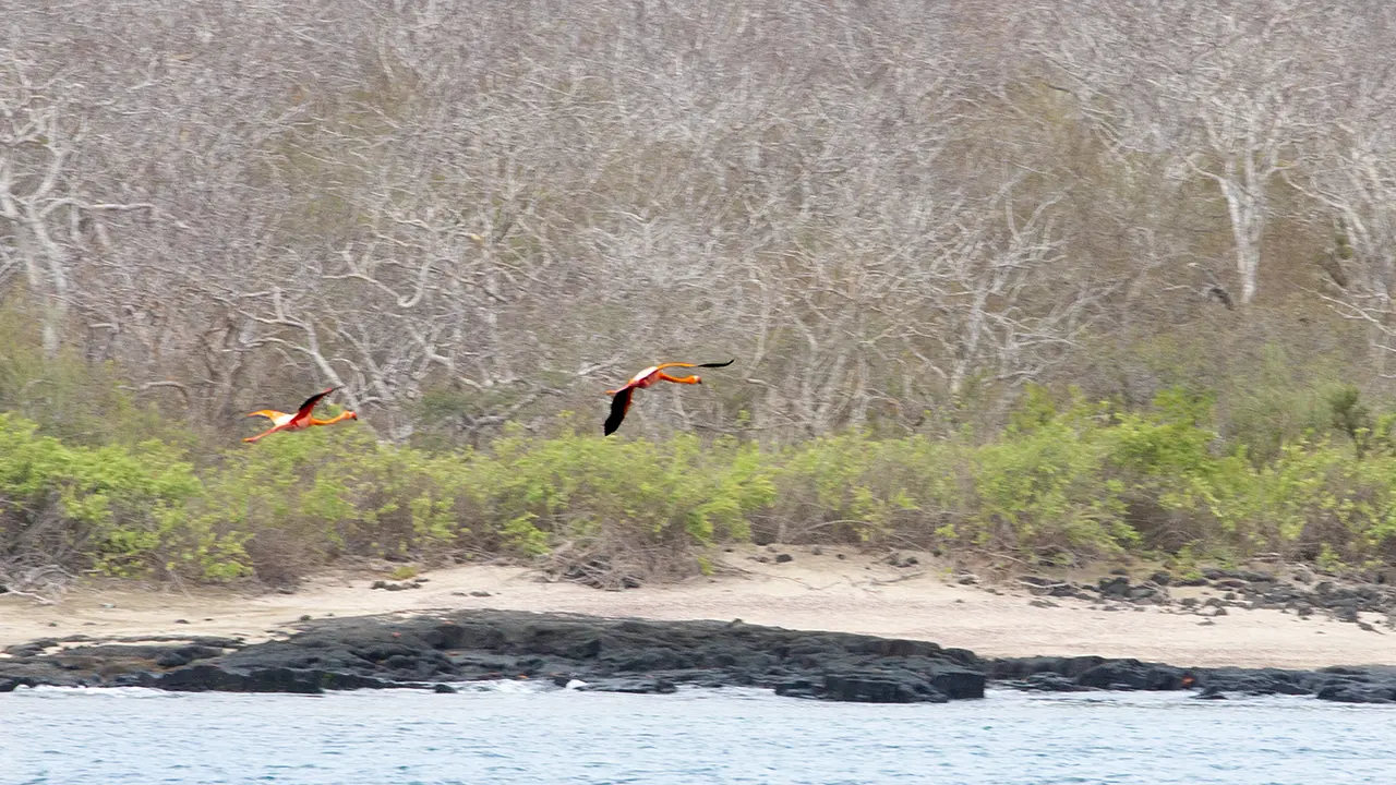 Galapagos Flamingo
