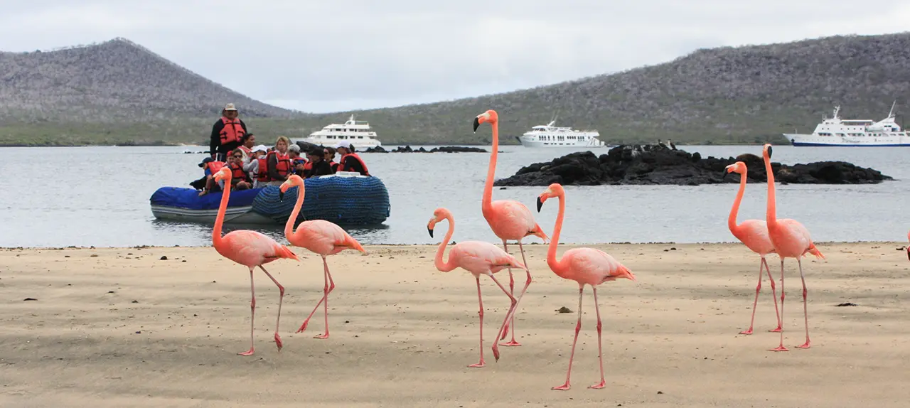 Galapagos Flamingo