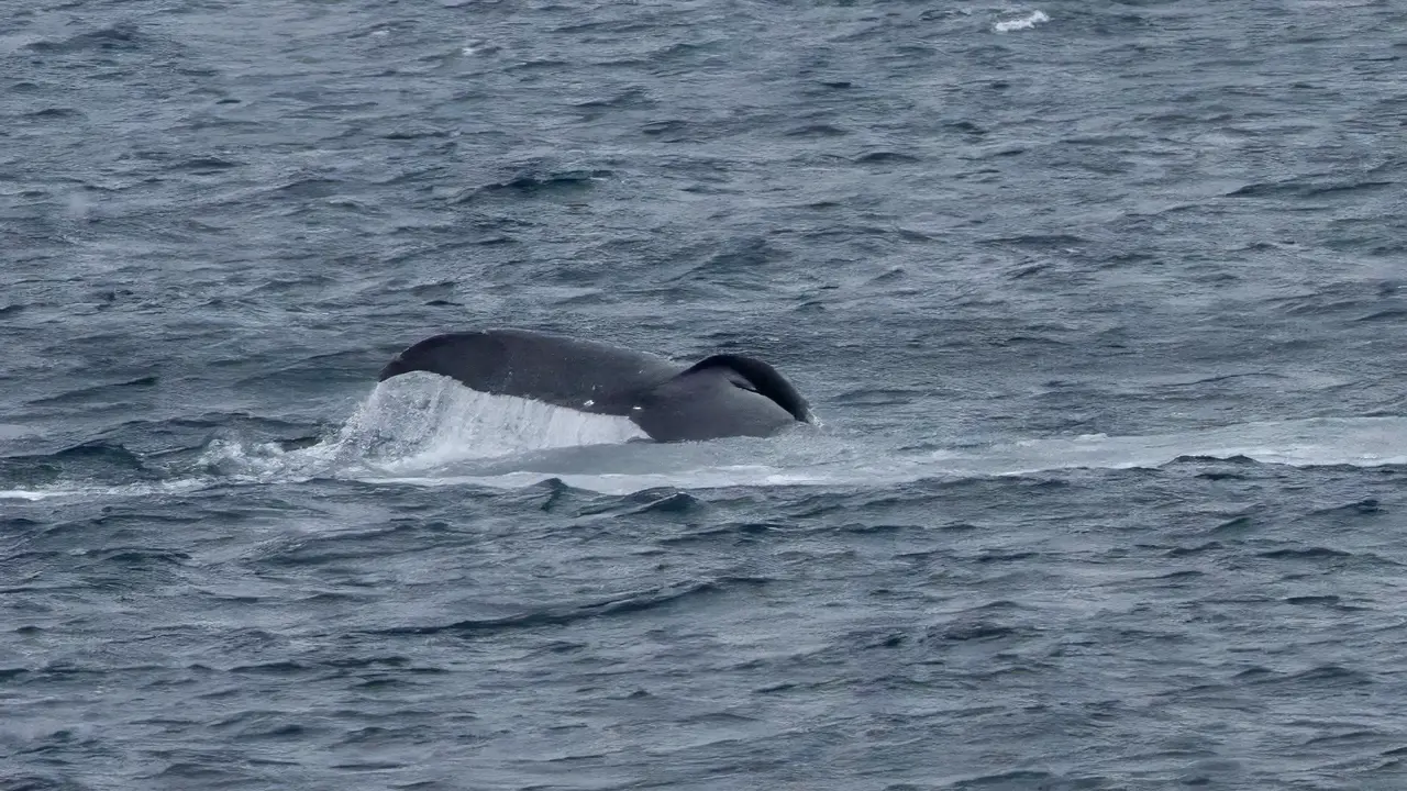 Whale