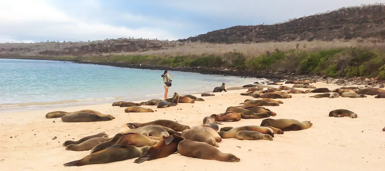 Sea Lion