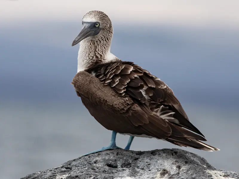 Blue-footed booby