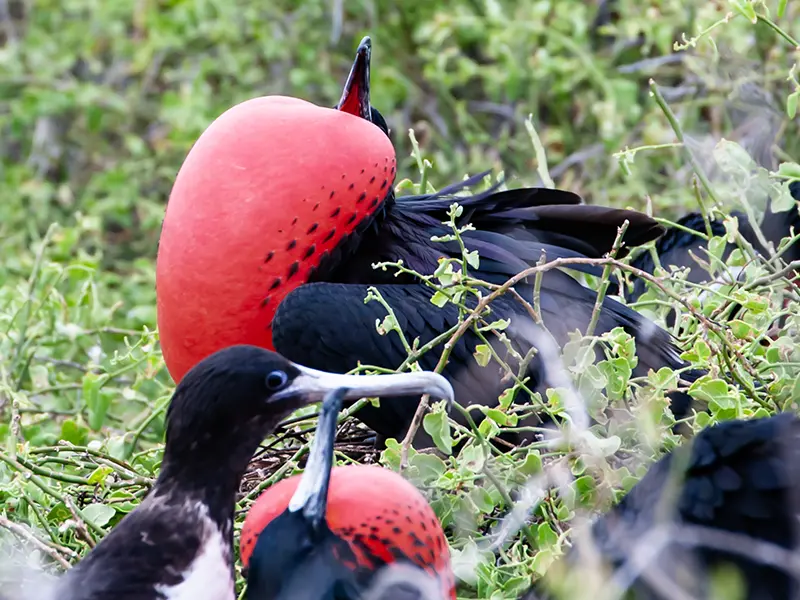Frigatebird
