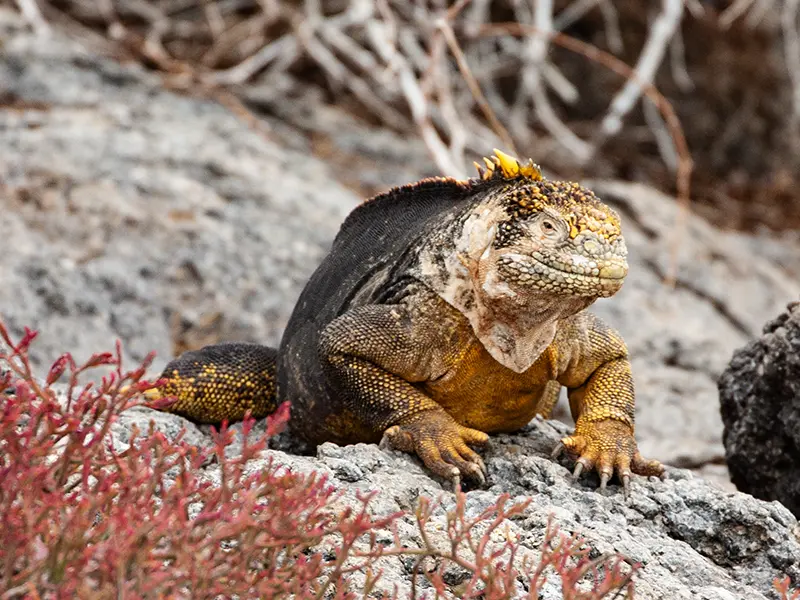 Galapagos Land Igana