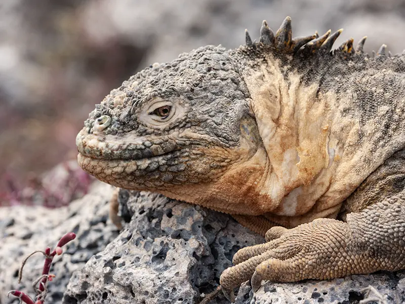 Galapagos Land Igana