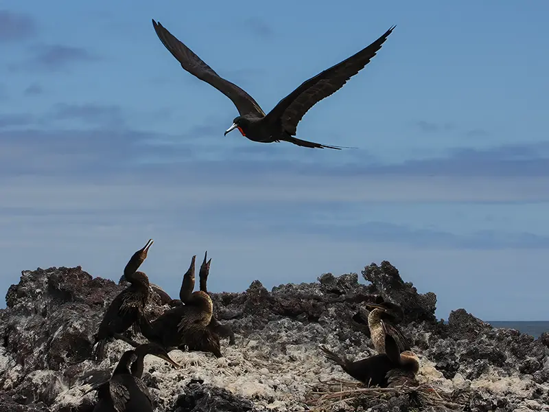 Galápagos Brown Pelican