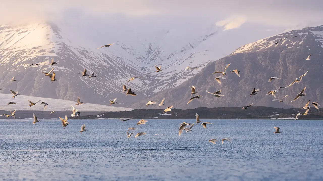Jökulsárlón