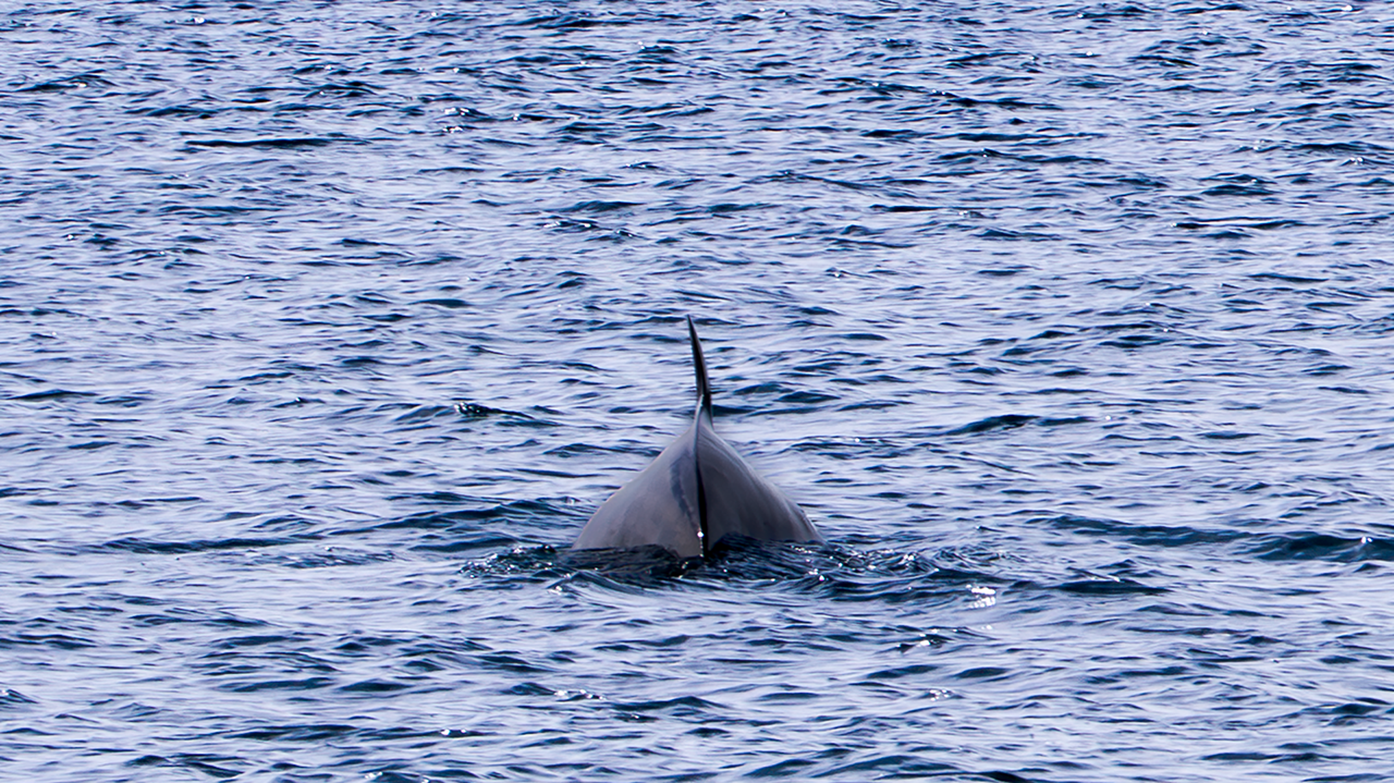 Whale