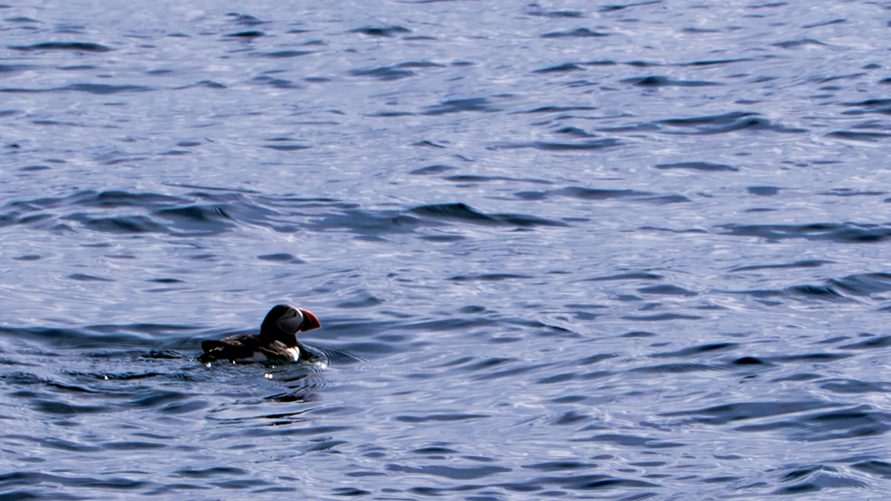 Puffin