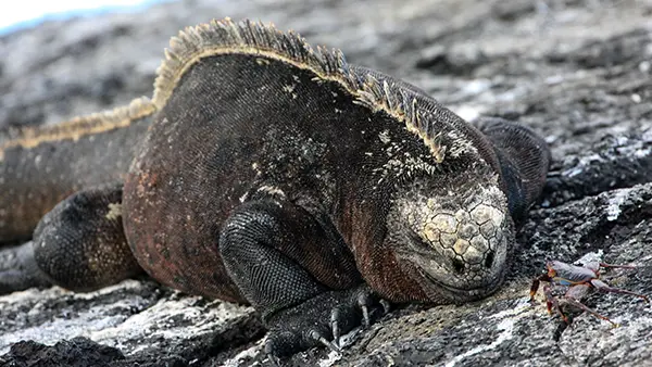 Galapagos Photo Gallery