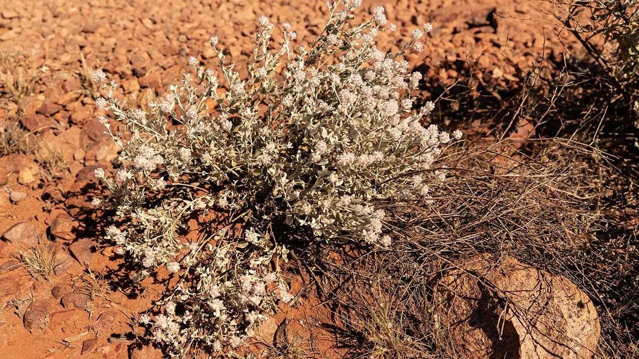 Kata Tjuta Valley of the Winds